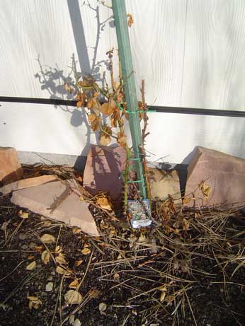 rose-bush.jpg