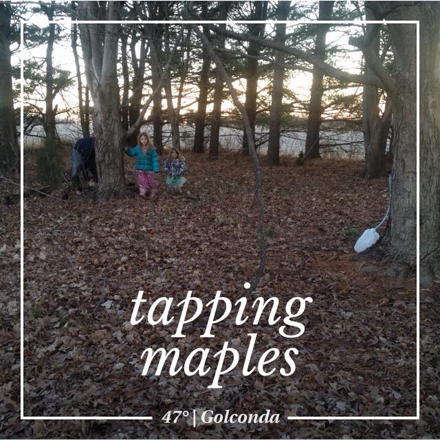 tapping-maples